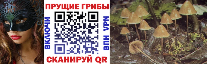 Купить закладки  Дальнегорск  Галлюциногенные грибы Psilocybine cubensis 